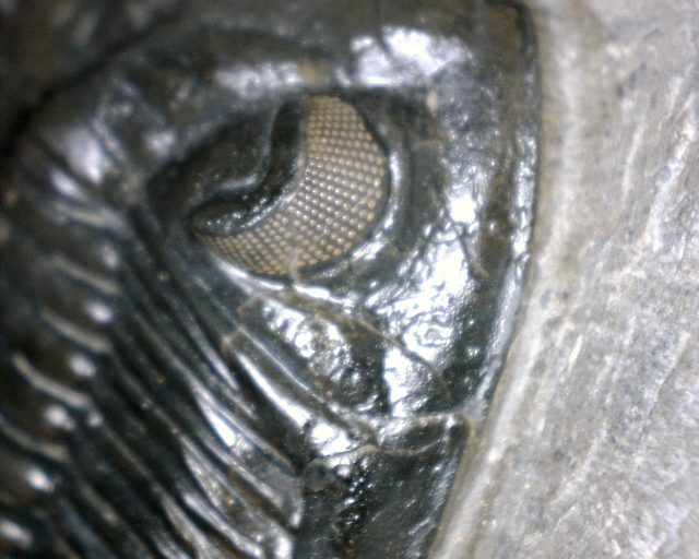 Fossilized Trilobite – Hollardops  (030520d) - Image 3