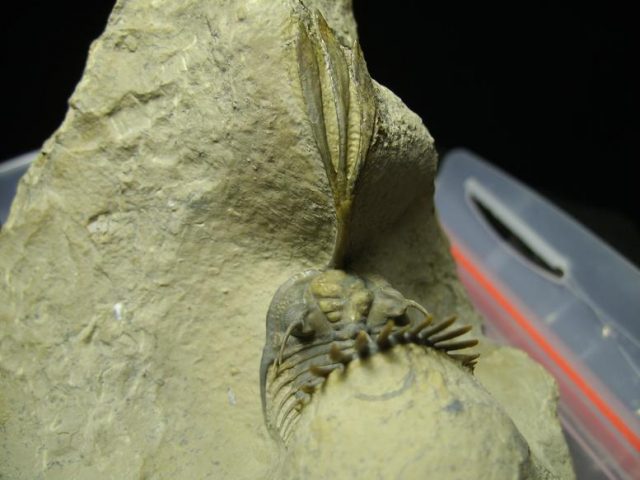 Fossilized Trilobite – Arthropod (030120e) - Image 7