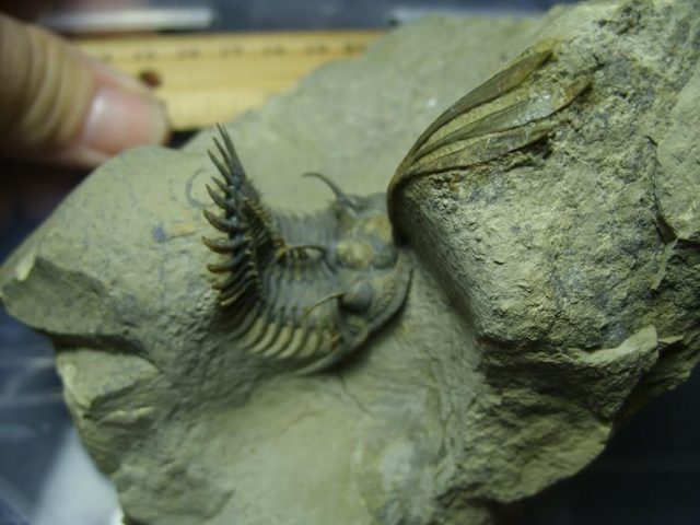 Fossilized Trilobite – Arthropod (030120e) - Image 6