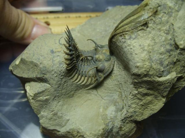 Fossilized Trilobite – Arthropod (030120e) - Image 5