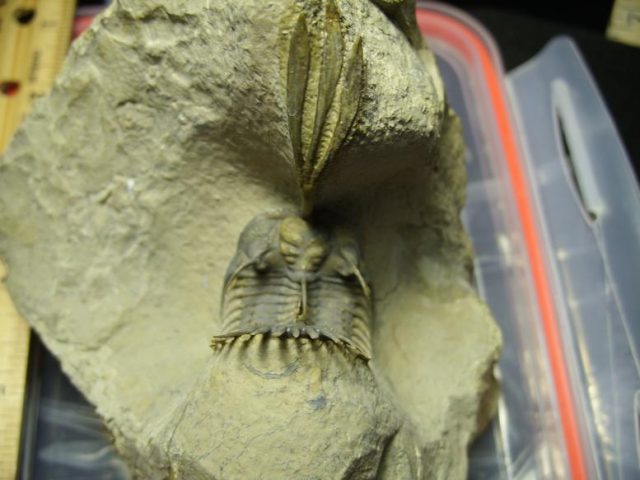 Fossilized Trilobite – Arthropod (030120e) - Image 4