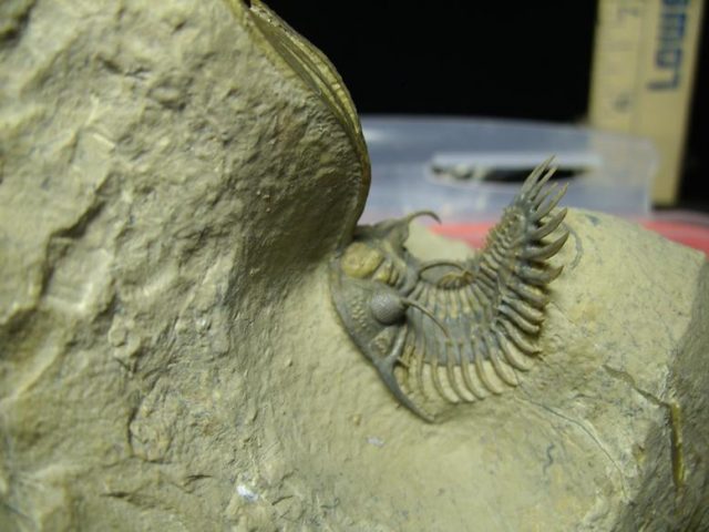 Fossilized Trilobite – Arthropod (030120e) - Image 2