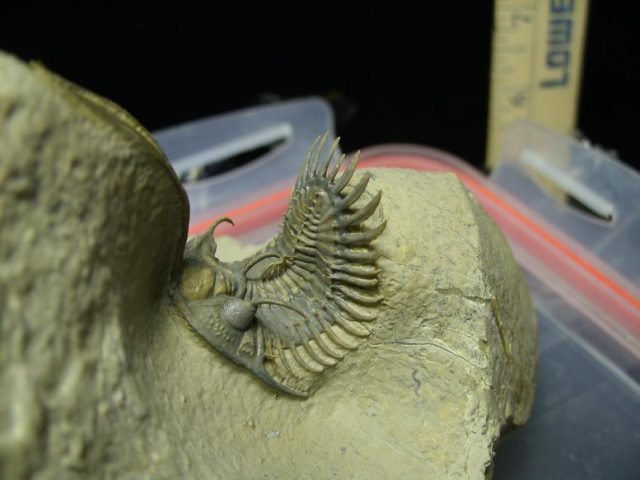 Fossilized Trilobite – Arthropod (030120e) - Image 3