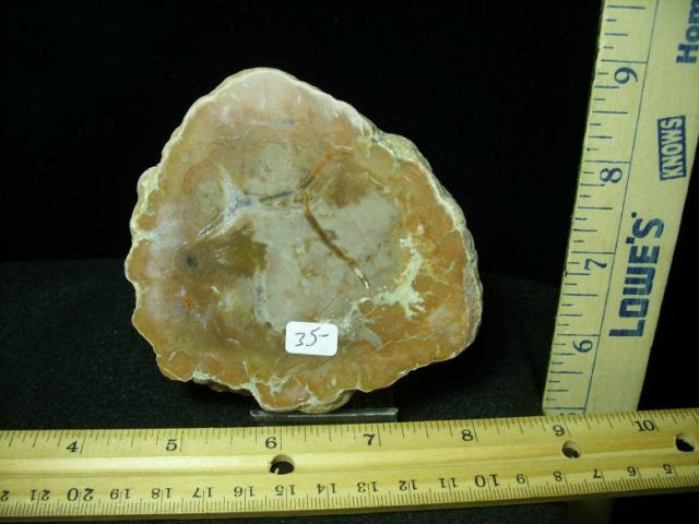 Dinosaur Coprolite  (Poop) (030220h)