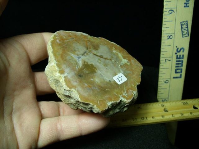 Dinosaur Coprolite  (Poop) (030220h) - Image 3