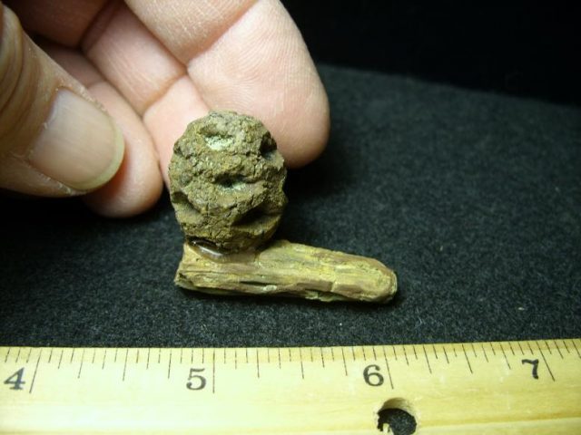 Fossilized Sequoia Cone on Branch (030320e)