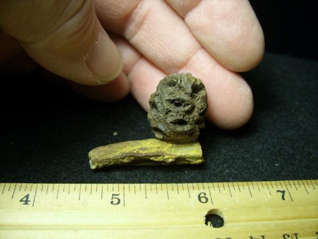 Fossilized Sequoia Cone on Branch (030320e) - Image 3