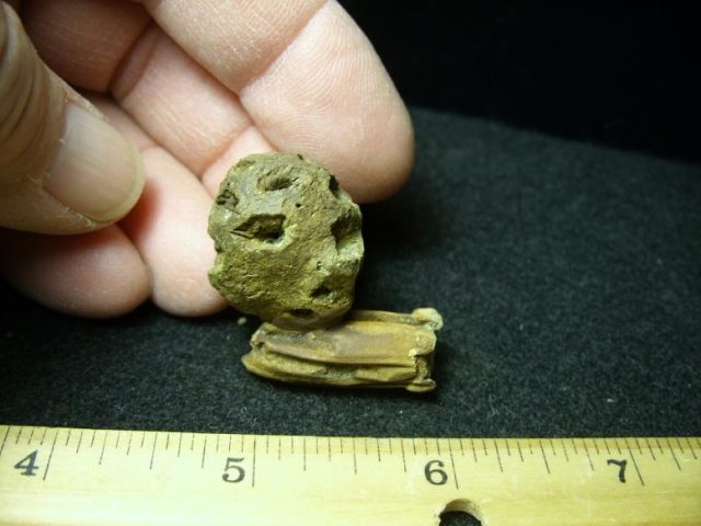 Fossilized Sequoia Cone on Branch (030320f)