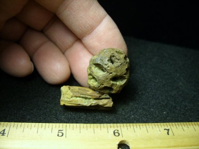 Fossilized Sequoia Cone on Branch (030320f) - Image 3