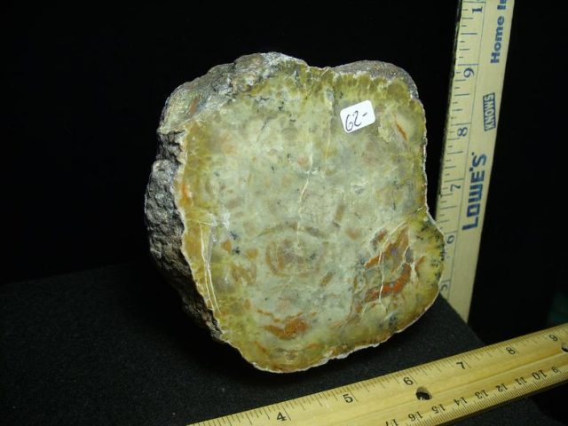 Dinosaur Coprolite  (Poop) (030320k)