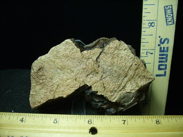 Triceratops Head Frill (030420f)