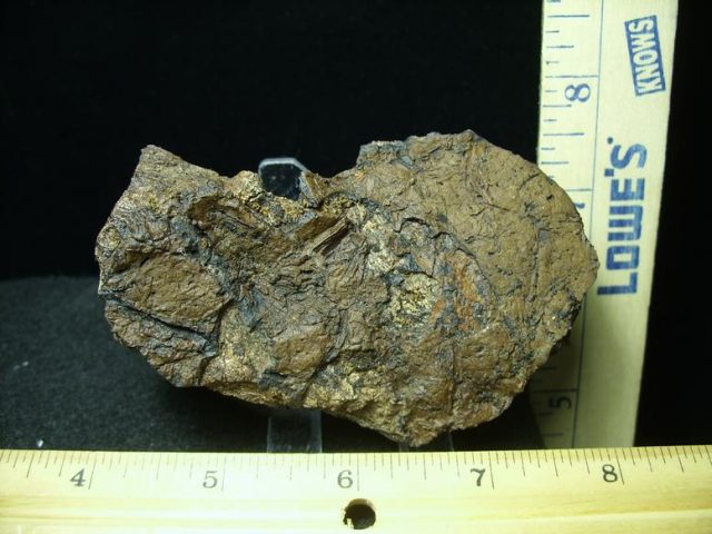 Triceratops Head Frill (030420f) - Image 3