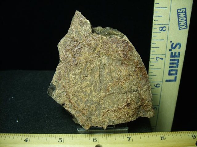 Triceratops Head Frill (030420g)