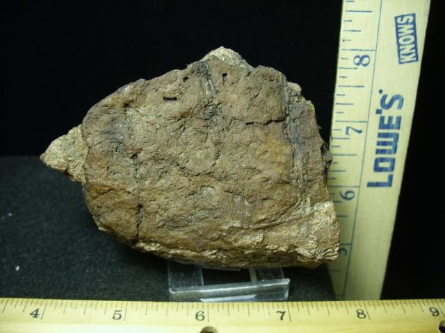 Triceratops Head Frill (030420g) - Image 3