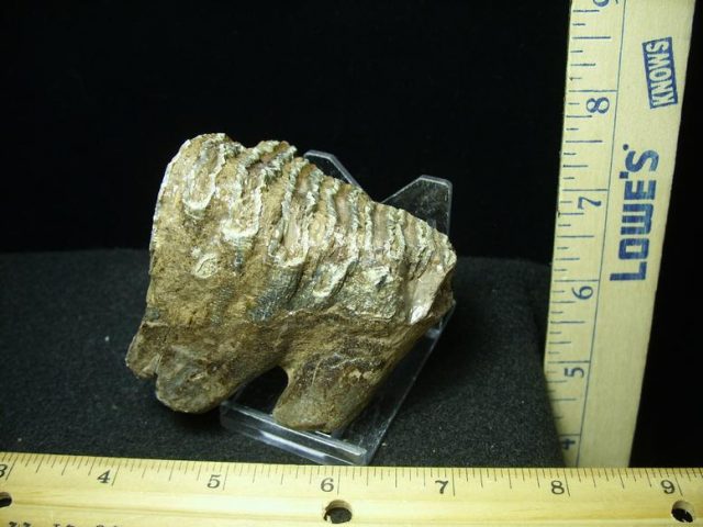 Partial Mammoth Molar (030420j)