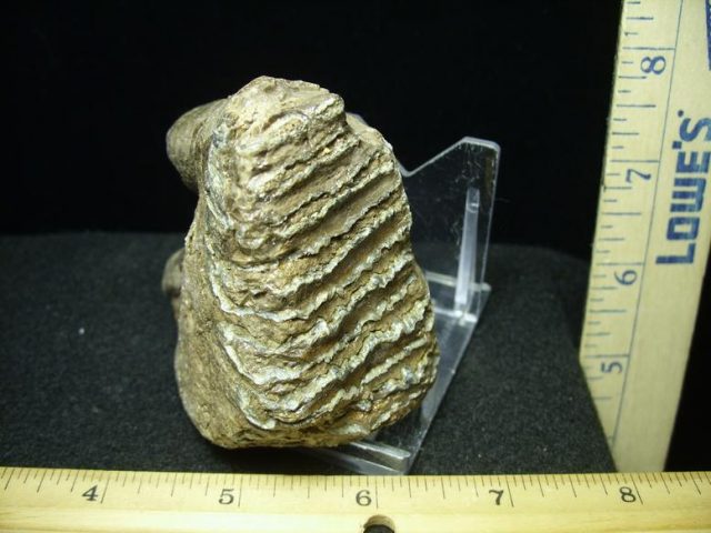 Partial Mammoth Molar (030420j) - Image 2