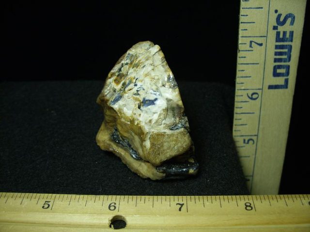 Fossilized Partial Baby Mammoth Molar (030420k) - Image 3