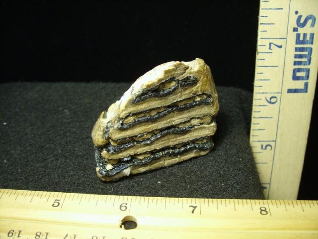 Fossilized Partial Baby Mammoth Molar (030420k) - Image 4