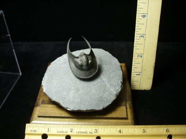  Fossilized Harpes Trilobite  (030420s) - Image 3