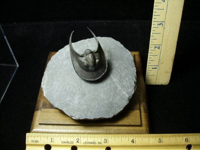 Fossilized Harpes Trilobite  (030420s) - Image 2