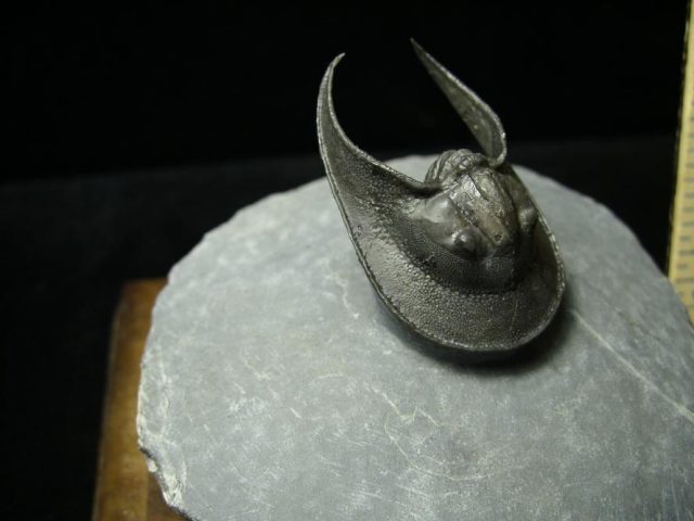  Fossilized Harpes Trilobite  (030420s)