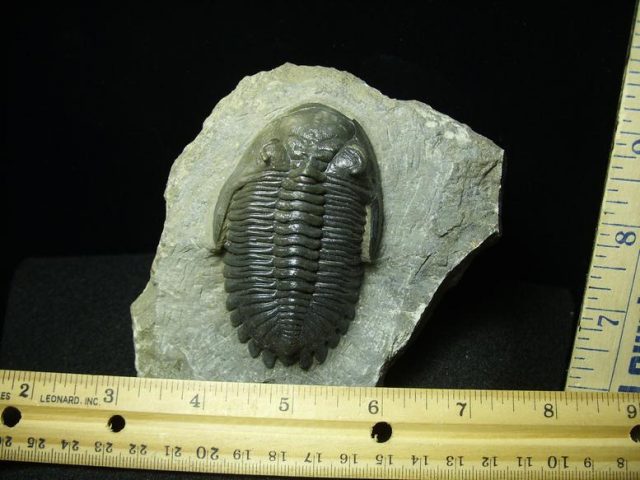 Fossilized Trilobite – Hollardops  (030520d)