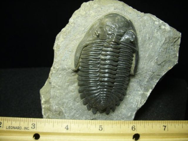Fossilized Trilobite – Hollardops  (030520d) - Image 2
