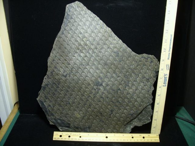 Fossilized Lepidodendron Bark(030820a)