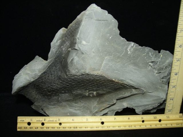 Fossilized Lepidodendron Bark(030820b)