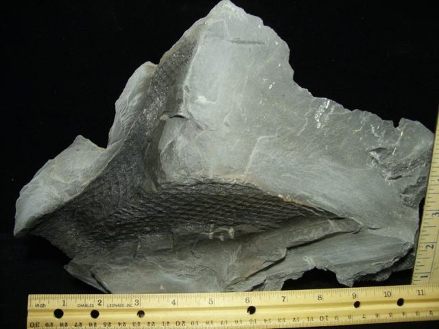 Fossilized Lepidodendron Bark(030820b) - Image 3
