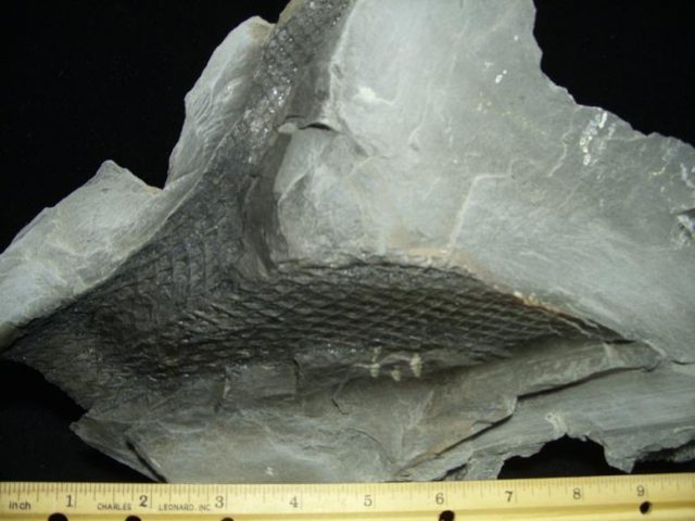 Fossilized Lepidodendron Bark(030820b) - Image 4