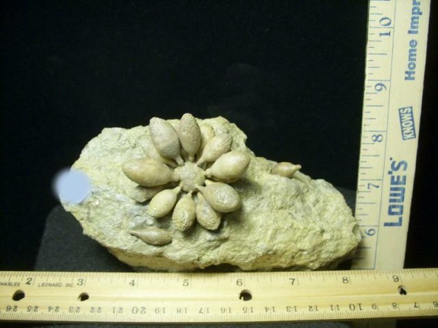 Fossil Sea Urchin with Spines (030820k)
