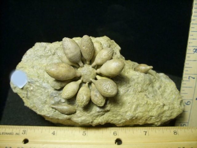 Fossil Sea Urchin with Spines (030820k) - Image 3