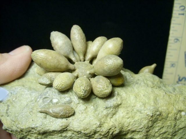 Fossil Sea Urchin with Spines (030820k) - Image 4