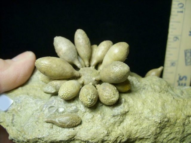 Fossil Sea Urchin with Spines (030820k) - Image 5