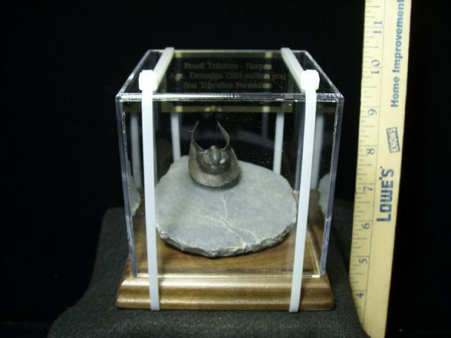 Fossilized Harpes Trilobite – Arthropod (031920a)   - Image 2