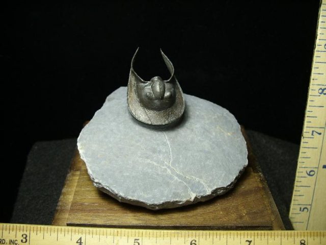 Fossilized Harpes Trilobite – Arthropod (031920a)   - Image 3