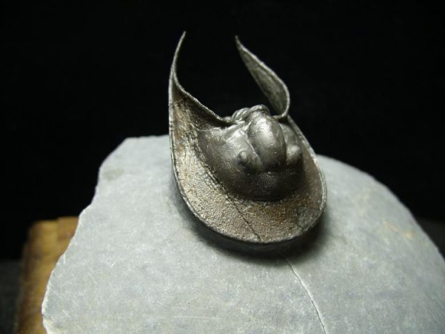 Fossilized Harpes Trilobite – Arthropod (031920a)  