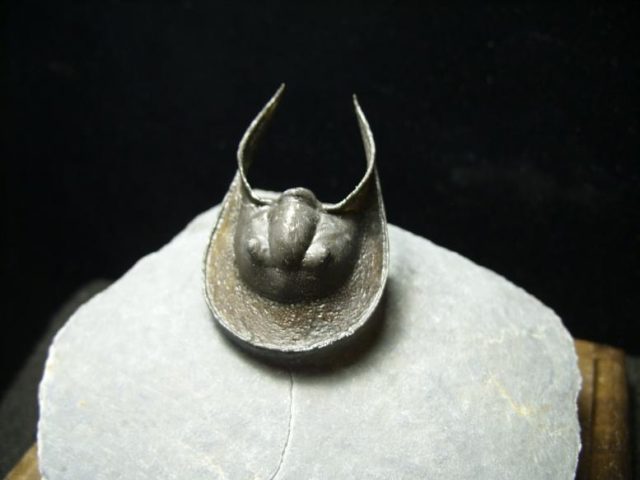 Fossilized Harpes Trilobite – Arthropod (031920a)   - Image 4