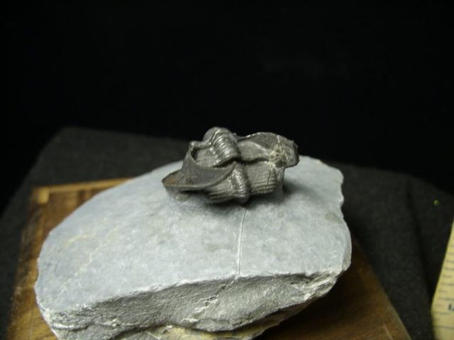 Fossilized Harpes Trilobite – Arthropod (031920a)   - Image 5