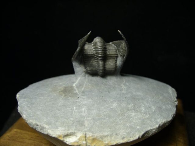  Fossilized Harpes Trilobite  (030420s) - Image 5