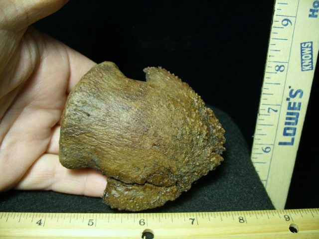 Hadrosaur Dinosaur Ungual (Hoof) (032420a)