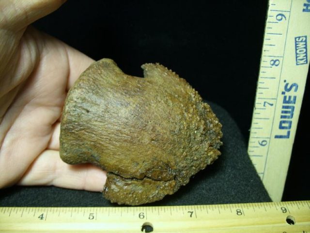 Hadrosaur Dinosaur Ungual (Hoof) (032420a) - Image 4
