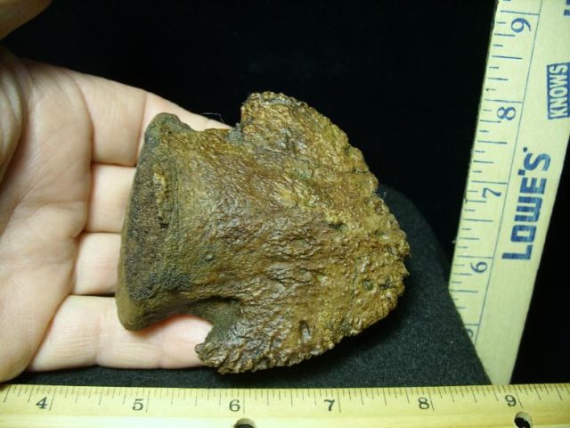 Hadrosaur Dinosaur Ungual (Hoof) (032420a) - Image 3