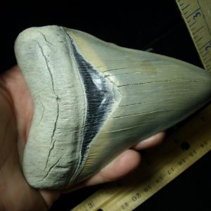 ***Megalodon Shark Teeth*** Large Size 5-7 inches