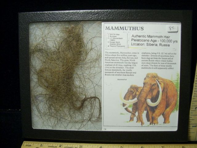 Authentic Mammoth Hair  (041520b)