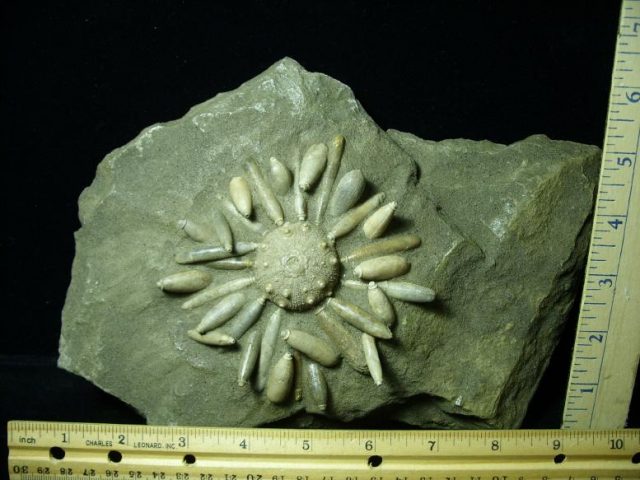 <span style="color: #ff0000;"> *END OF YEAR SPECIAL OFFER*   **SUPER PRICE REDUCTION** Fossil Echinoid with Spines (041620b) - Image 2