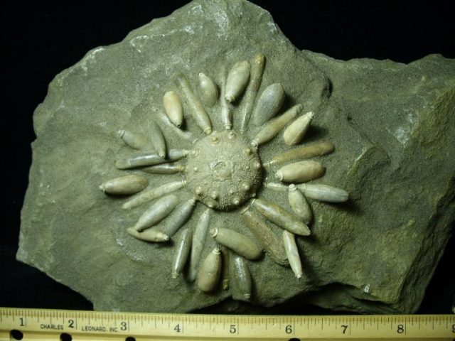 <span style="color: #ff0000;"> *END OF YEAR SPECIAL OFFER*   **SUPER PRICE REDUCTION** Fossil Echinoid with Spines (041620b)