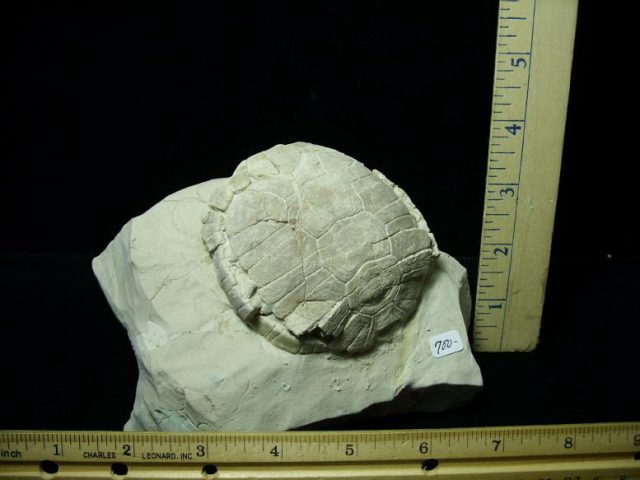 Baby Fossil Tortoise (041620k)