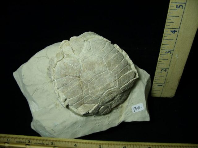 Baby Fossil Tortoise (041620k) - Image 2